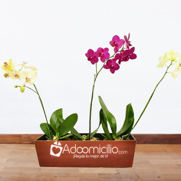 Orquideas Phalaenopsis 1 Vara Con Matera por 3